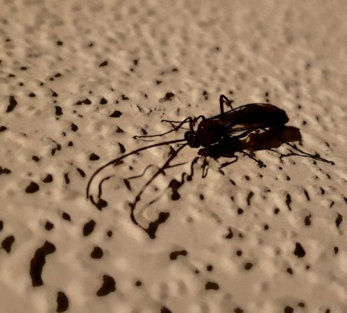 Ungebetener Besuch